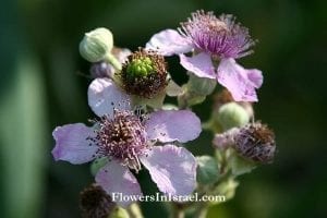 Rubus_sanguineus_flowers